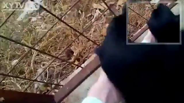 Я иду гулять с собакой🐕🐕🐕🐕 смотреть онлайн