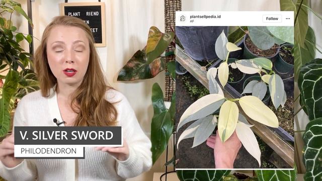 Fancy Philodendron | Top Rarest & Most Expensive Philodendron Types смотреть онлайн