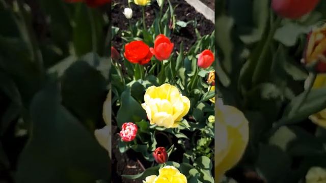 МОИ ЦВЕТЫ ТЮЛЬПАНЫ. 16.05.2021. смотреть онлайн