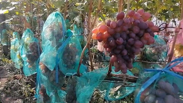Виноград Водограй.Сезон 2021. смотреть онлайн