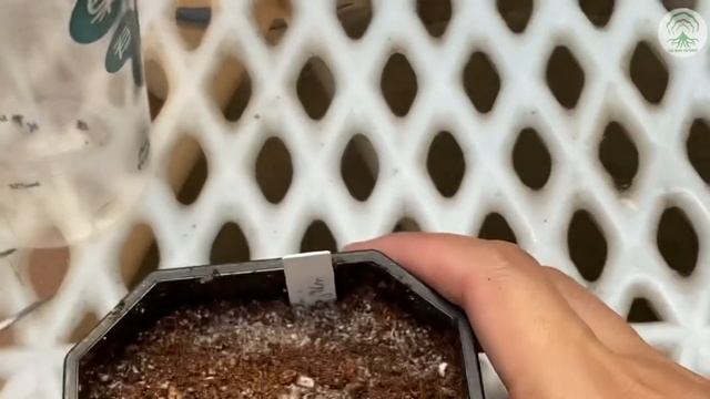 Growing Drosera / Sundews From Seeds - Ep 97