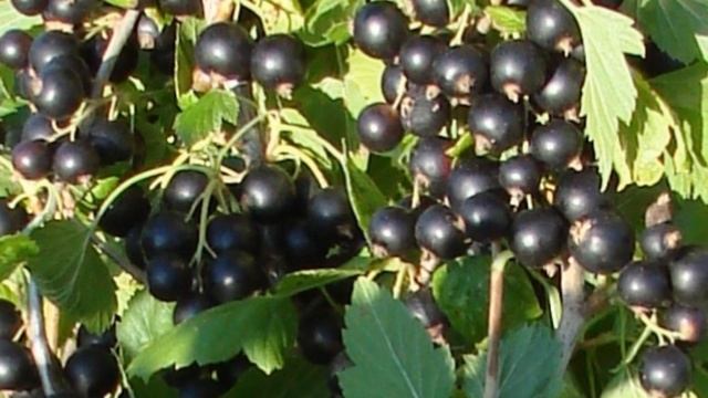 Меню для черной смородины. Что и когда любит черная смородина смотреть онлайн
