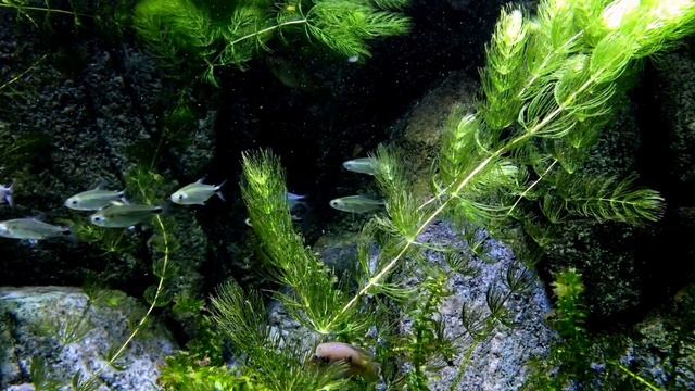 8K Домен:  Эукариоты Царство:  Животные Пресмыкающиеся  Domain: Eukaryotic Kingdom: Animals Type: смотреть онлайн