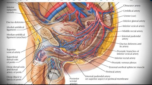 Анатомия с АВ. Система нижней полой вены (vena cava inferior). смотреть онлайн