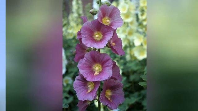 ПРОСВИРНИК МАЛЬВА (MALVA) смотреть онлайн