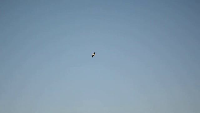 Аисты прилетели (The storks have arrived) смотреть онлайн