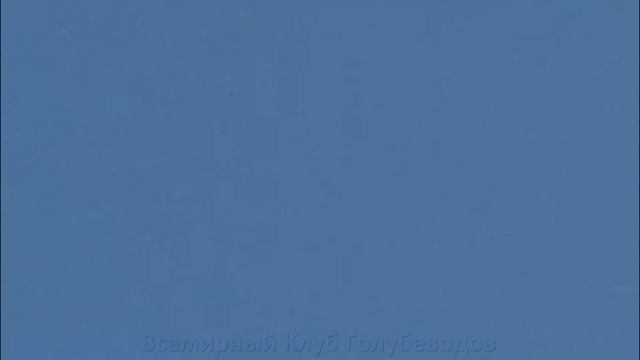 КАК ИГРАЮТ ?? Знаменитые Широкохвостые Голуби смотреть онлайн