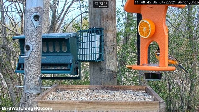 Baltimore Oriole Spends the Day Feasting on Grape Jelly! смотреть онлайн