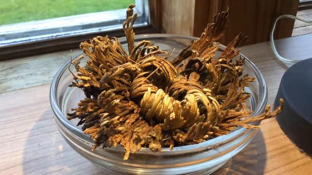 Selaginella lepidophylla смотреть онлайн