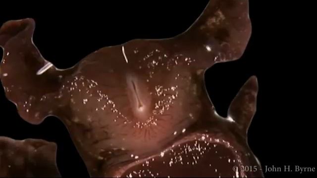 Aplysia Feeding смотреть онлайн