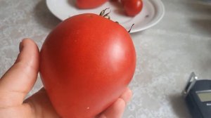 Томат МИНУСИНСКИЕ СЕРДЦА