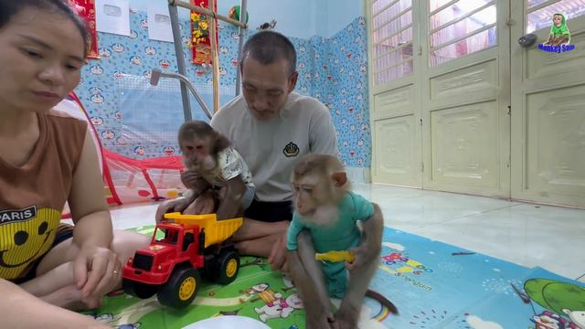 Monkey Sam Tells Asher That Baby Bob Likes To Play Freely