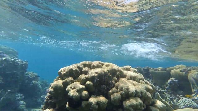 Beauty coral смотреть онлайн