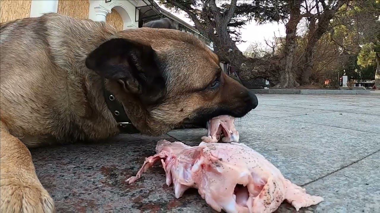 Кормлю собак у моря / Жизнь в Ялте смотреть онлайн