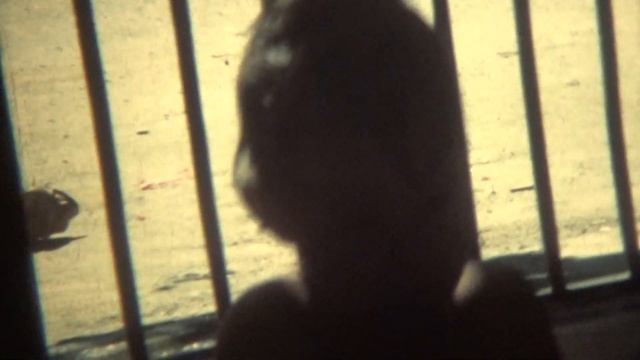 San Pedro Sula 1984 смотреть онлайн