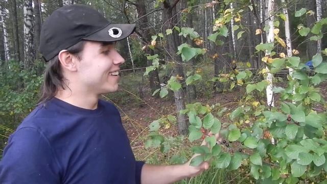 Травник Иван Иваничев. Крушина