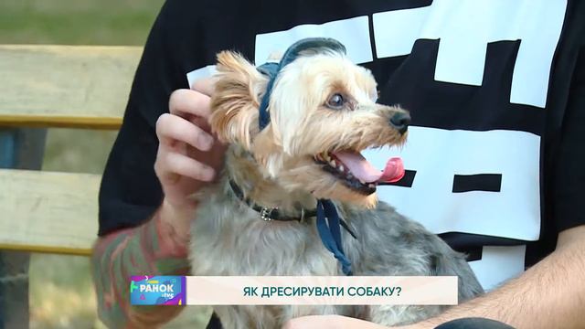 Як дресирувати собаку? смотреть онлайн