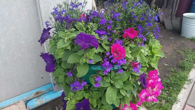 Формирую петунию с лобелией в самодельный горшок с отверстиями. смотреть онлайн