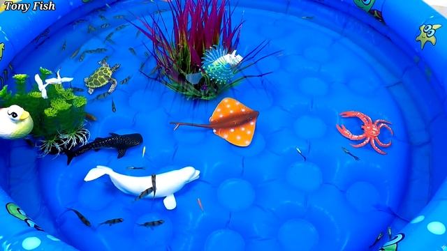 Cute Animals, Whale Shark, Dolphin, Duck, Goldfish, Lionfish, Sea Turtle, Crab, Snake, Koi, Stingra смотреть онлайн