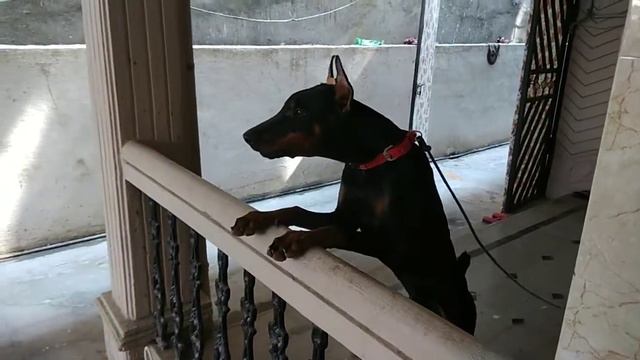 Doberman aggressive bark смотреть онлайн