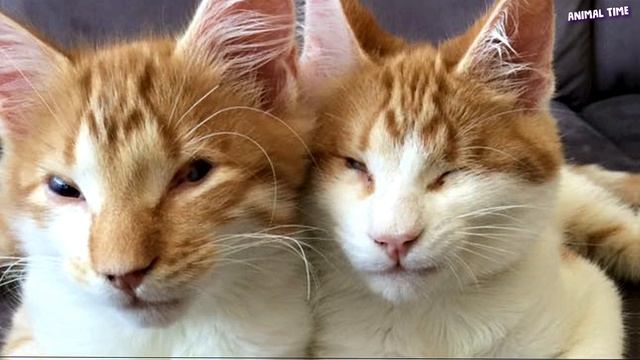 Два котёнка-близнеца не смогли сберечь зрение, но сохранили братскую любовь! смотреть онлайн