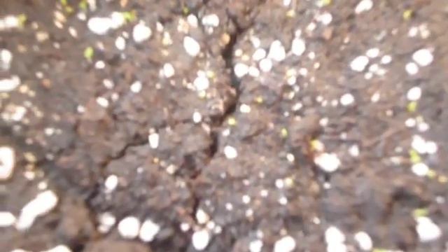петуния взошла мой опыт смотреть онлайн