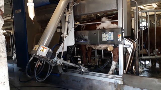 Как роботы доят коров в Финляндии смотреть онлайн