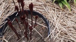 Пионы в горшках. Подкормка, мульчирование, пересадка и посадка пионов. Зимовка в горшках. 25.04.202