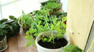 Выращиваем помидоры черри на балконе .