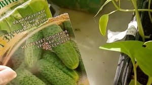 Огурцы - семена "Зятёк" и "Луховицкий" непригодны! Отравлены!