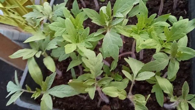 #видымошеничествасемена Бизнес на семенах. Первые выводы о семенах томатов СССР. смотреть онлайн