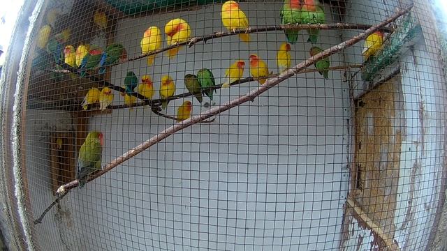 попугаи в вольерах //  неразлучники розовощекие //lovebirds