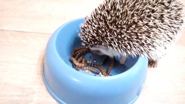 Стоит ли заводить африканского карликового ежа ? Плюсы и минусы. смотреть онлайн