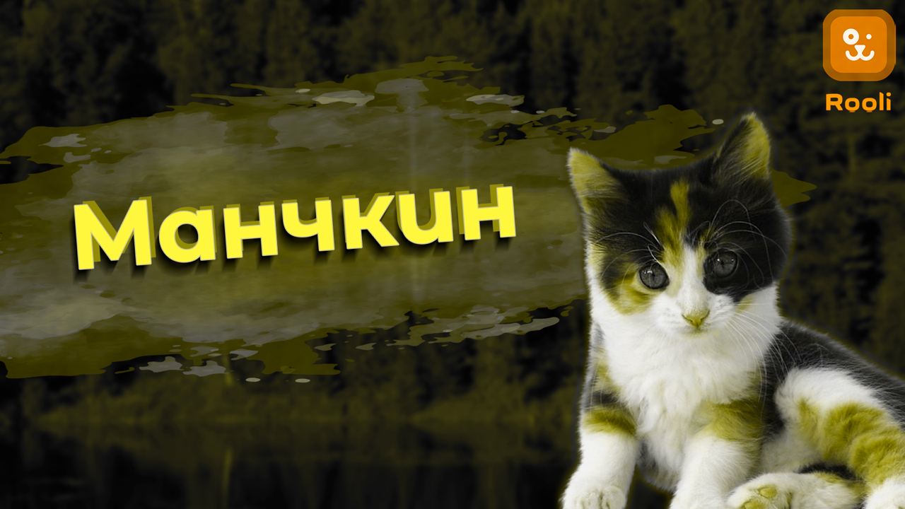 кошки Манчкин смотреть онлайн