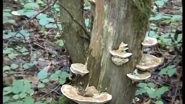 Как же нам повезло! Нашли Грибы Счастья. Искали грибы Веселки, нашли гриб баран или гриб капуста. смотреть онлайн