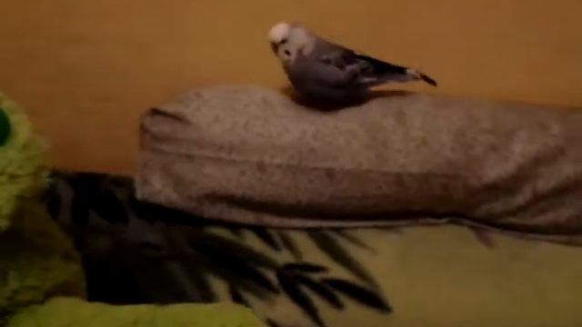 Кеша любит мой диван!!!!))) А так же он любит мои игрушки смотреть онлайн