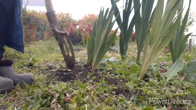 #сад#цветы Гладиолусы💐. Выкапываю и подготавливаю к хранению. смотреть онлайн