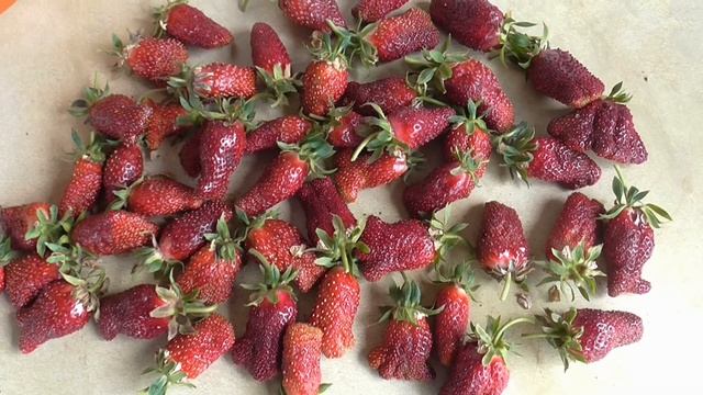 КУПЧИХА . Популярный сладкий сорт земклуники российской селекции. смотреть онлайн