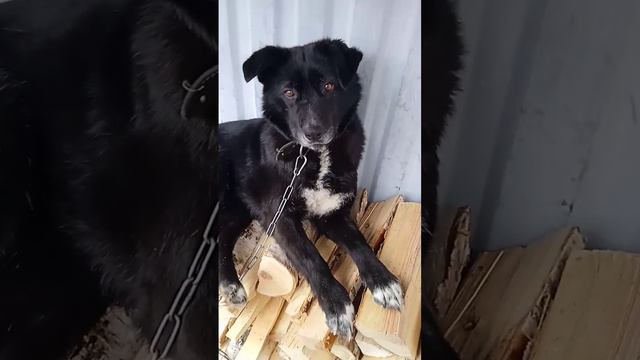 друг человека моя Тони смотреть онлайн
