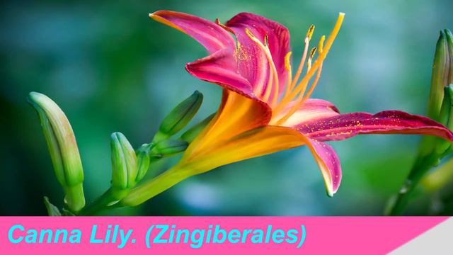 Most Beautiful Flowers 🌼🌻🌸 Start With A -E | Names Of Flowers| Best Flowers Forever | MUST WATCH !!