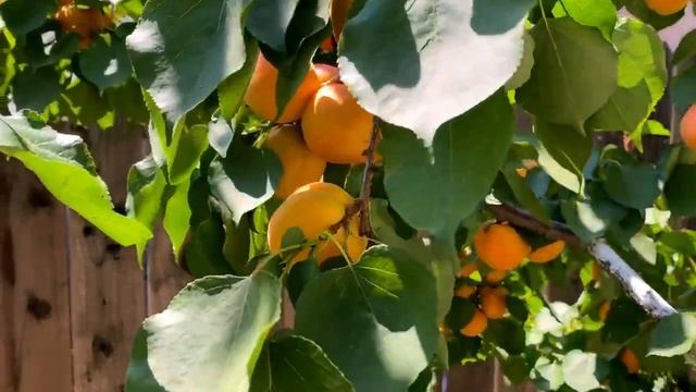 Huge Harvest - Flavor Delight Aprium (Awesome) смотреть онлайн