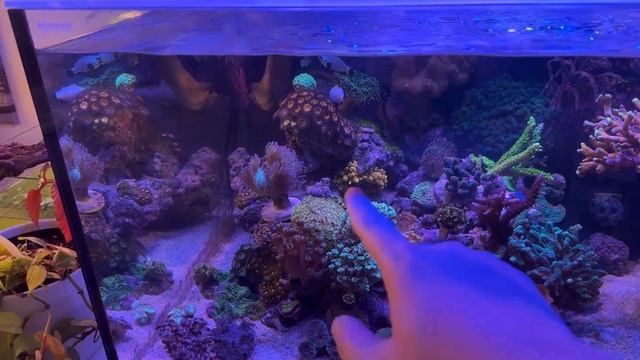 Reef Tank Update February 2023 - Waterbox 105.4 Frag Tank Aquarium смотреть онлайн
