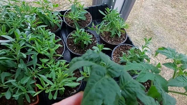 Обзор рассады на веранде! 26 марта. смотреть онлайн