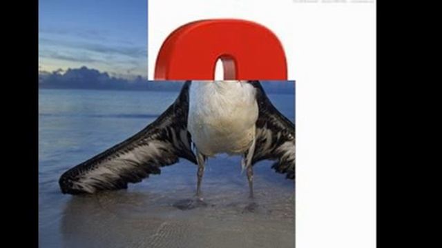ТОП 5 САМЫХ БОЛЬШИХ ПТИЦ В МИРЕ(НАЗВАНИЕ ПТИЦ В ОПИСАНИИ смотреть онлайн