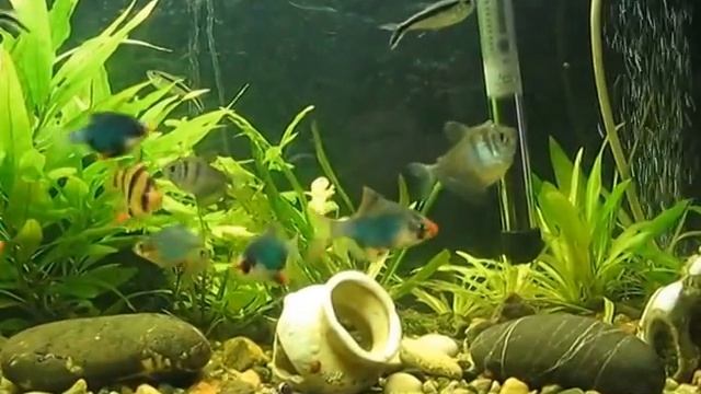 Барбусы в аквариуме смотреть онлайн