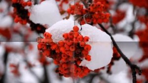 Рябина красная.( Рина Любомиров)