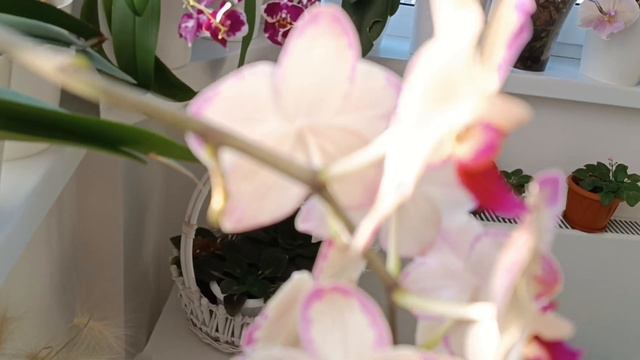 Какие ОРХИДЕИ в данный момент ЦВЕТУТ/ Пробежимся по полочкам смотреть онлайн