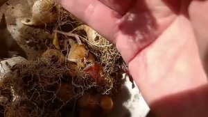 Тюльпаны заболели? Нужен совет специалистов по выращиванию тюльпанов.