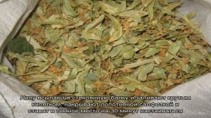 Полезные свойства цветков и листьев липы. Как заваривать липу при простуде?