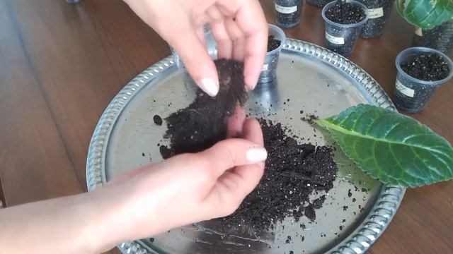 РАЗМНОЖЕНИЕ ГЛОКСИНИИ ЛИСТОМ. Самый простой способ. смотреть онлайн